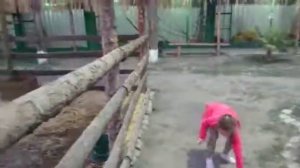 Дрессировка страуса