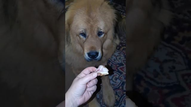 Тибетский мастиф Гассан