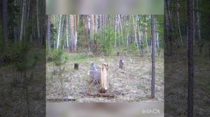 Солонец Весна 2023