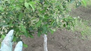 Зачем нужен приствольный круг для деревьев.