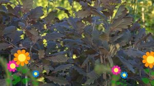 Дуб черешчатый Тимуки. Краткий обзор, описание характеристик quercus robus Timuki