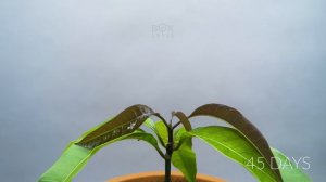 Growing MANGO Tree From Seed - ONE YEAR Time Lapse