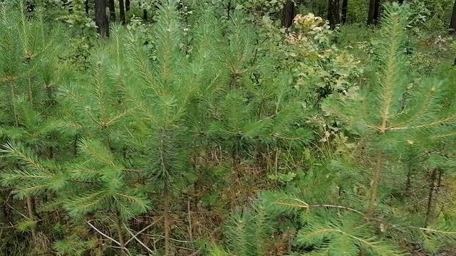 Сеянцы сосны в лесу Подмосковья, насеялись как травка. 2023
