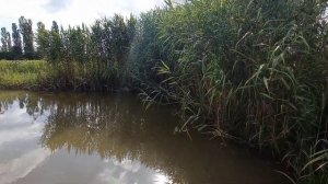 Участок 4,1 га в станице Саратовская Краснодарского Края сельхозназначения