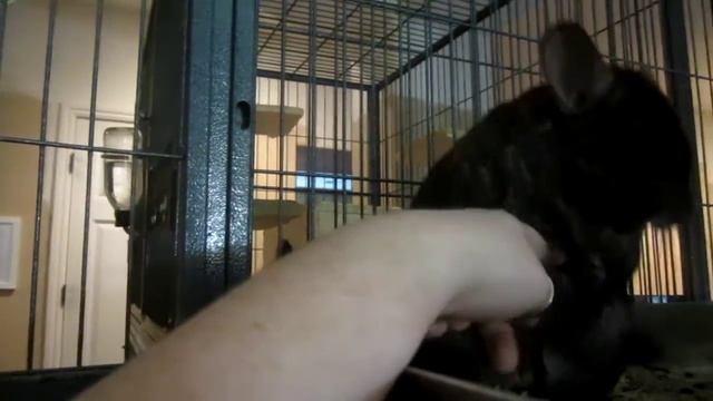 Super friendly Ebony Chinchilla смотреть онлайн