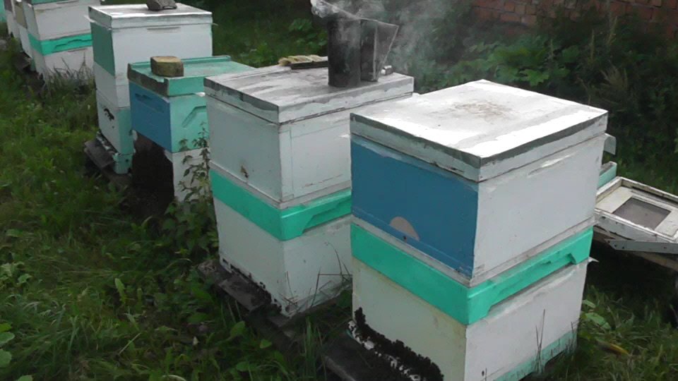 одновременное закармливание и снятие медовых надставок смотреть онлайн