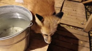 Ли Сяо / Alice the Fox Алиса Лиса (День, когда все одновременно куда-то бегут)