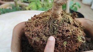 How to transfer an old plant to a new pot /some precaution tips/A new home for bonsai look Jade