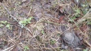 коп в демянском котле