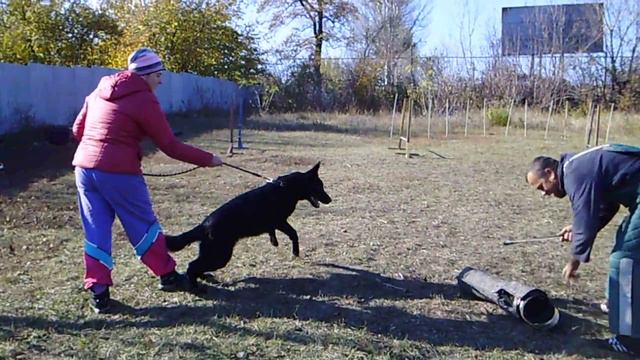 немецкая овчарка Энджи .тренинг по защитной службе 07,11,18 смотреть онлайн
