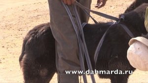 Настоящие гиссарские овцы и аборигенные САО Таджикистана   саги дахмарда из Зиди!