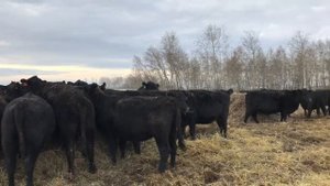 Зимнее содержание ангусов и герефордов