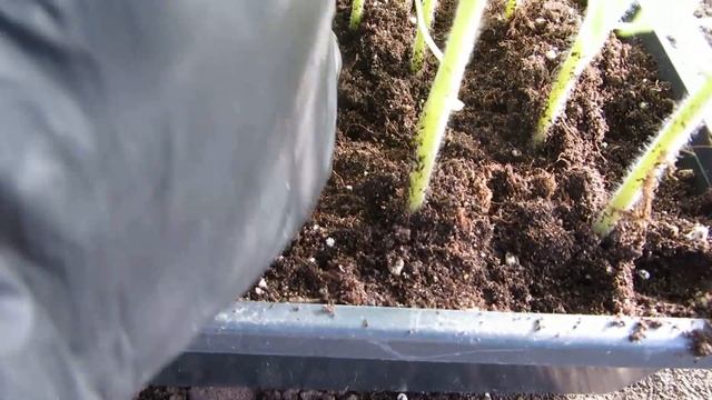 МОЯ РАССАДА В ТЕПЛИЦЕ ! смотреть онлайн