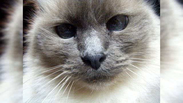 Бирманская Кошка. Плюсы и минусы, Цена, Как выбрать, Факты, Уход, История