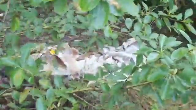 Русский шампиньон смотреть онлайн