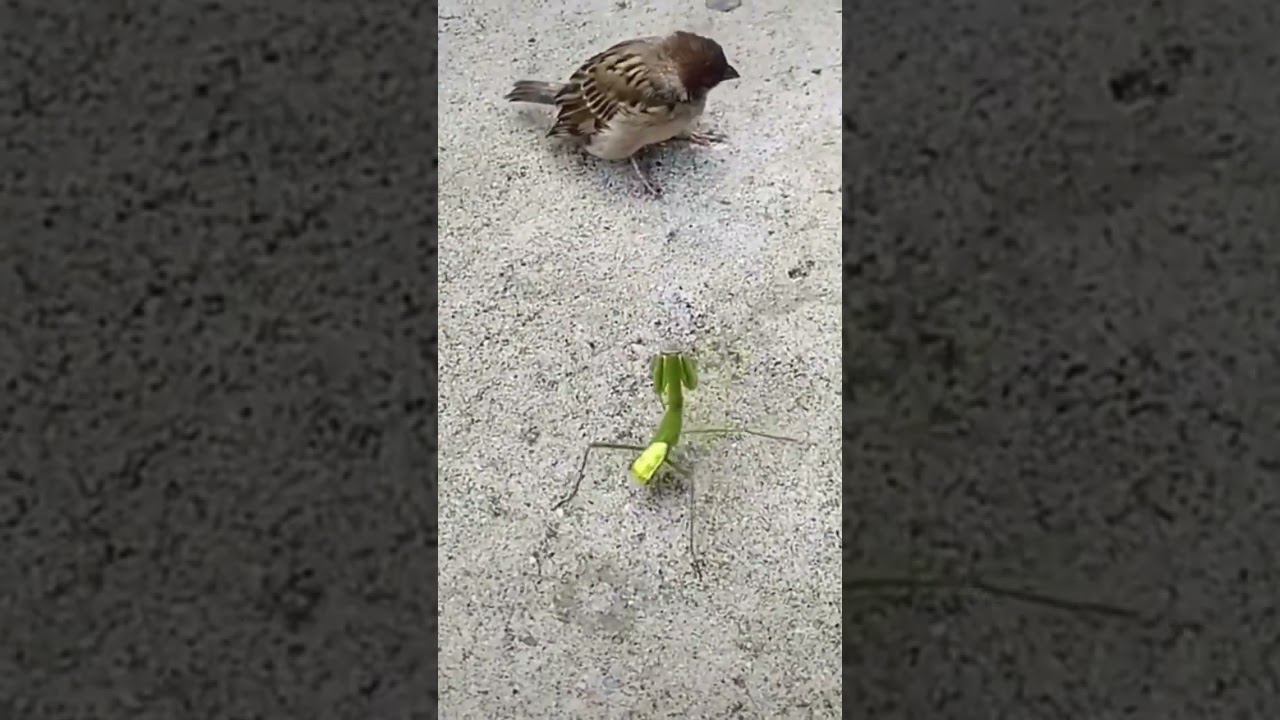 Бескомпромиссный богомол смотреть онлайн