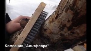 Зачистка коры плодовых деревьев