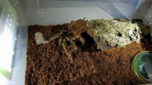 Кормление птицееда