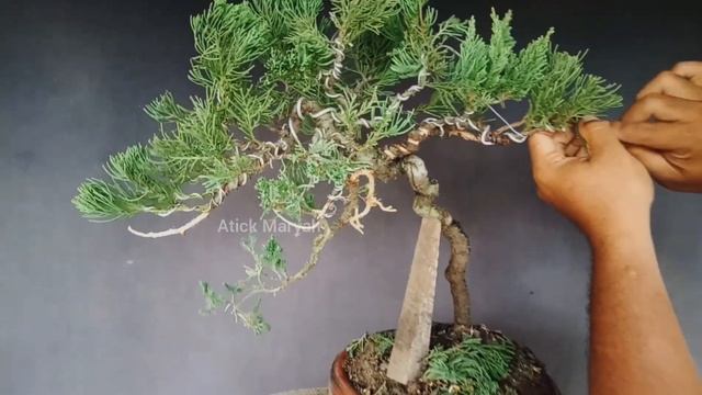 Juniperus Bonsai Tree - How to Make a Bonsai Tree using Juniperus Chinensis смотреть онлайн