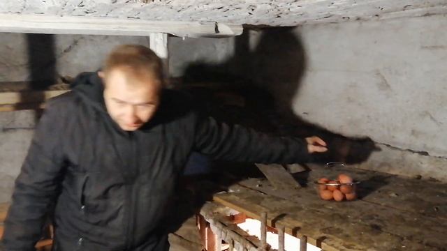 Сбор яиц в курятнике.