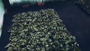 Посадка рассады клубники в кассеты,ошибки и их устранения