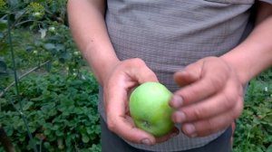 Яблоня Конфетная или моя любимая "залепуха"