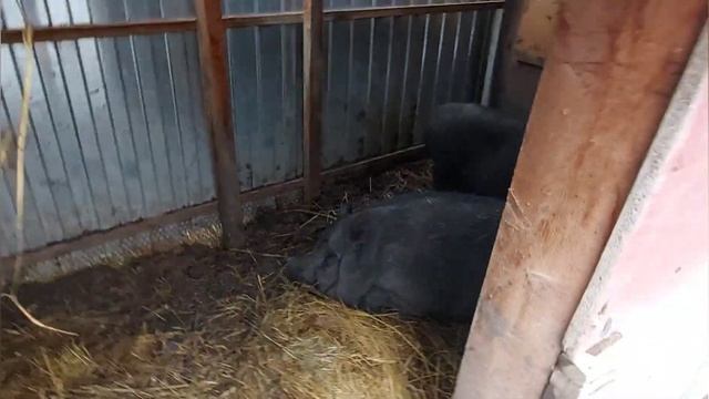 Вьетнамские свиньи . Почему именно они ? Плюсы минусы доход с вьетнамских свиней