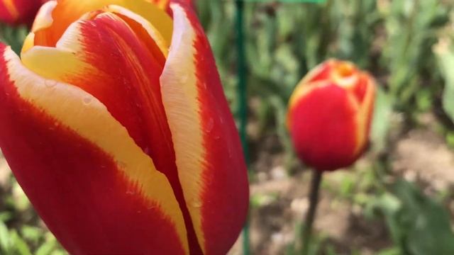 Выставка тюльпанов. 18.04.21. Никитский Ботанический Сад. Никита. Большая Ялта. Крым. Crimea. Yalta