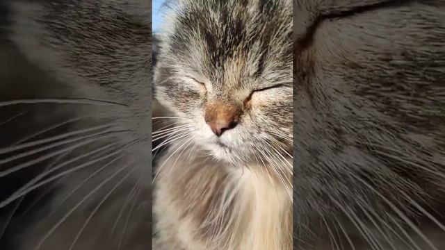 Кошка Пушинка девушка которая поет кошка мурлыкает / funny cat смотреть онлайн