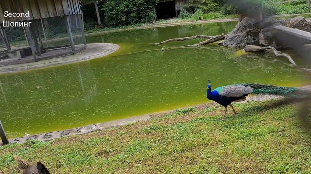 павлин, павлиниха и выводок. пава. павча. peacock, Pfau, цыплята смотреть онлайн