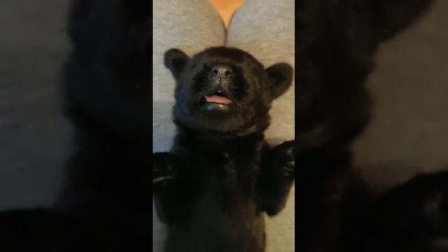 Щен ризена 16 дней