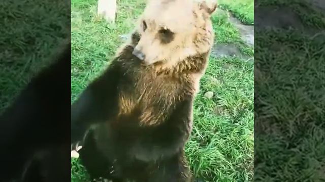 Медвежонок Вася и гости