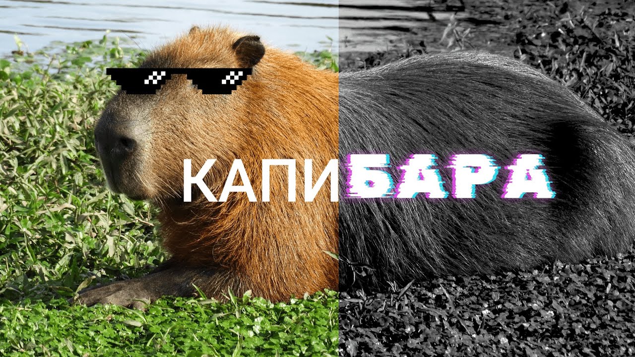 Купить Huge Capybara Pet Simulator X