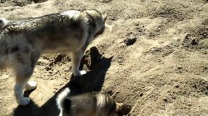 Аляскинский маламут: особенности поведения,  воспитание щенков, история породы