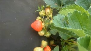 ФИНЕЛЛА - поздний сорт из Англии.