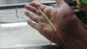 Кормление палочников