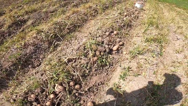 Беллароза & Мотор Сич & Камянка. Удачный комплект. Bellarosa & Motor Sich & Kamyanka. A good kit. смотреть онлайн