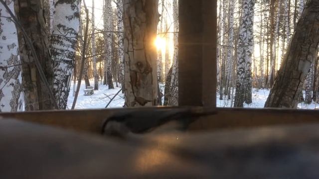 Кормушка и синицы смотреть онлайн