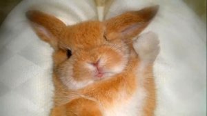 Разведение декоративных кроликов как бизнес идея