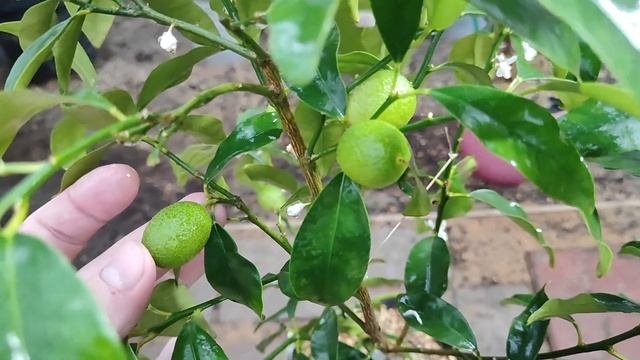 Кумкват на автополиве. смотреть онлайн