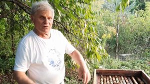 Ошибки при подготовке пчел к зимовке