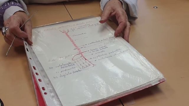 Сосуды нижней конечности смотреть онлайн