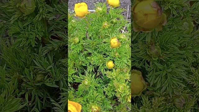 Адонис весенний, или Горицвет весенний, (Adonis vernalis).?