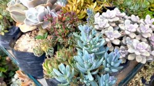 SUCCULENT SHOPPING OR STRAWBERRY SHOPPING? 6 for 100 nalang Succulents sa BSU Orchidarium