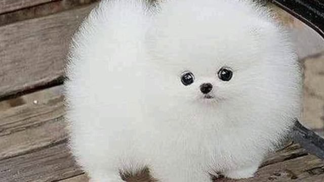 Самые красивые маленькие питомцы - собаки! смотреть онлайн