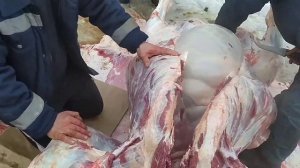 Продолжение/ Сыр Гауда/ Забой быка/ Делаем творог...