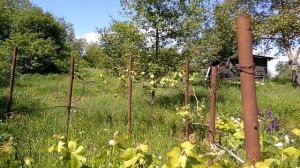 Начинающему виноградарю. Уход за старым кустом винограда