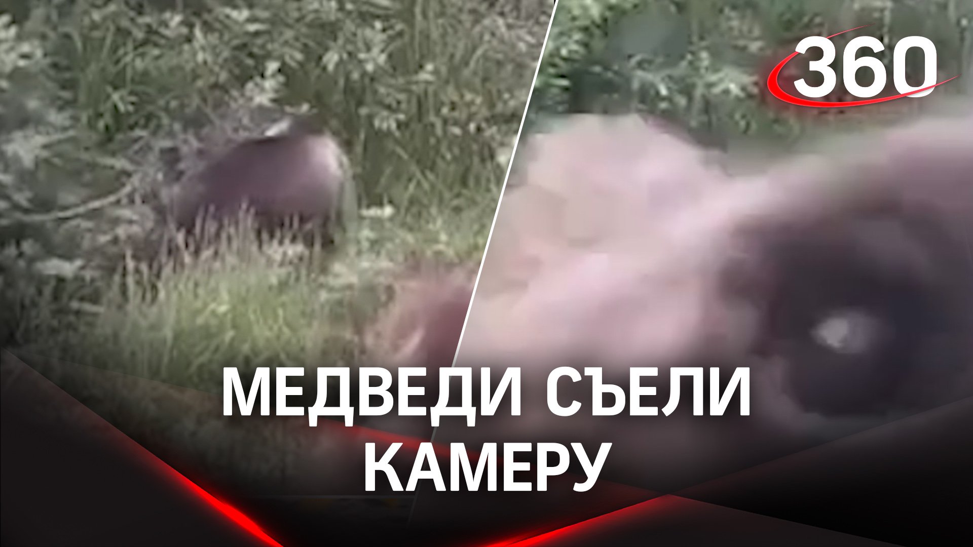 «Шоу за стеклом»: медведи съели видеокамеру