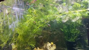 Псевдомугил паскай алый неон (Pseudomugil cf. paskai var. "Red neon") псевдомугил Гертруды красный