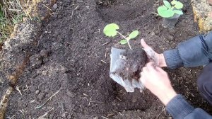 Секреты раннего урожая кабачков / Выращивание кабачков хитрым способом